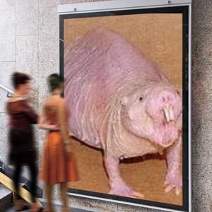 Meet your Posher, Logan